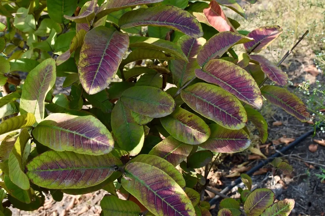 Daños causados por la carencia de fósforo en plantas