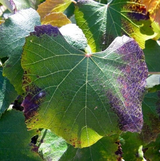 Deficiencia de fósforo en plantas: cómo se reconoce y se trata eficazmente