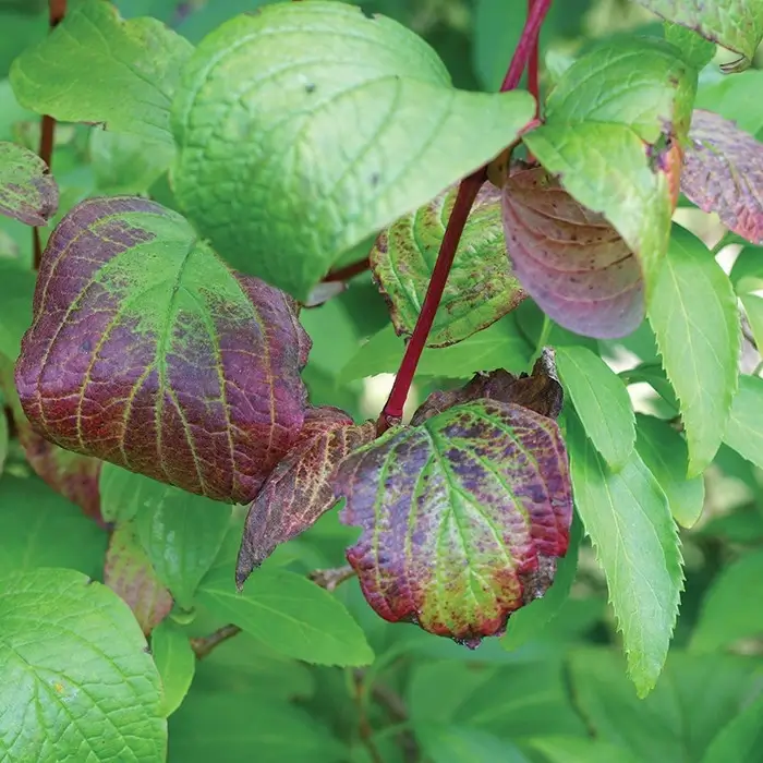 Daños causados por la carencia de fósforo en plantas