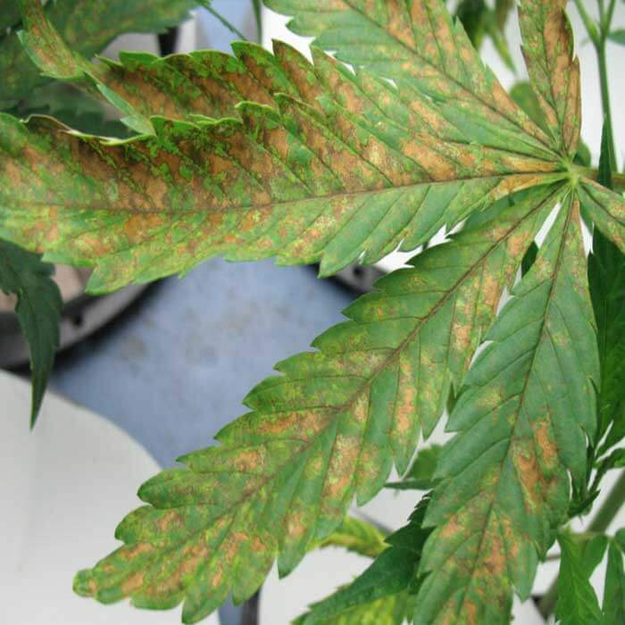 Carencia de fósforo en plantas | idMicrobe