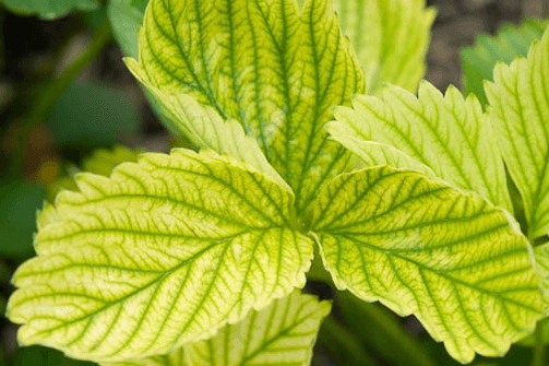 Daños causados por la carencia de hierro en plantas