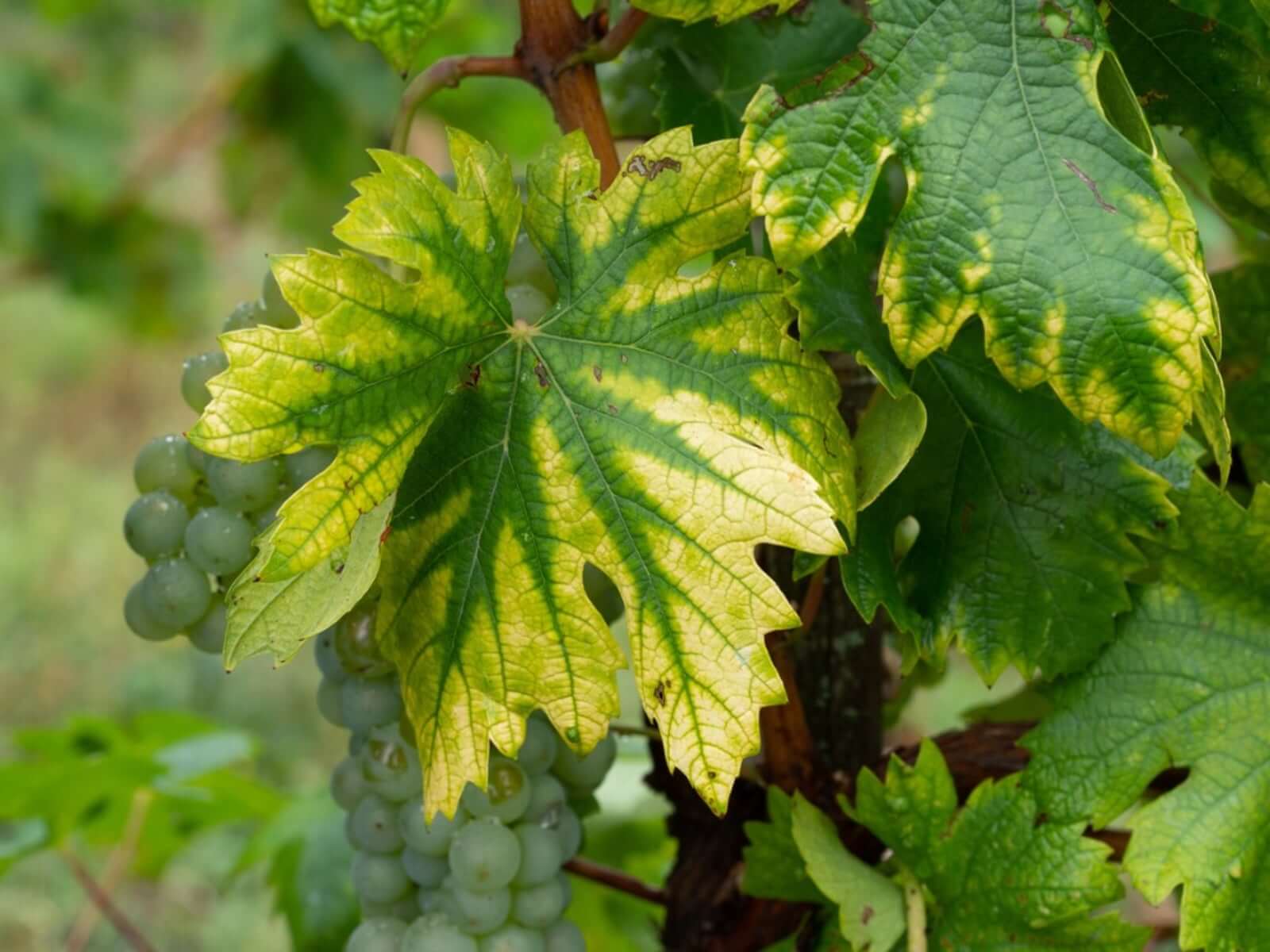 Danos causados pela deficiência de ferro nas plantas