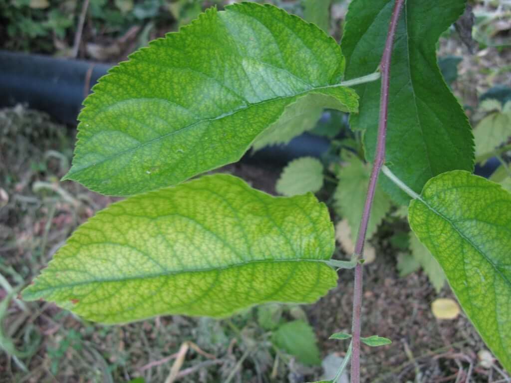 Cómo reconocer y corregir la deficiencia de hierro en plantas de cultivo y jardín