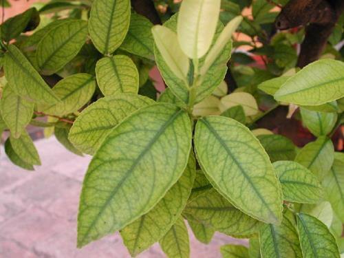 Deficiência de ferro em plantas: como reconhecê-la e tratá-la eficazmente
