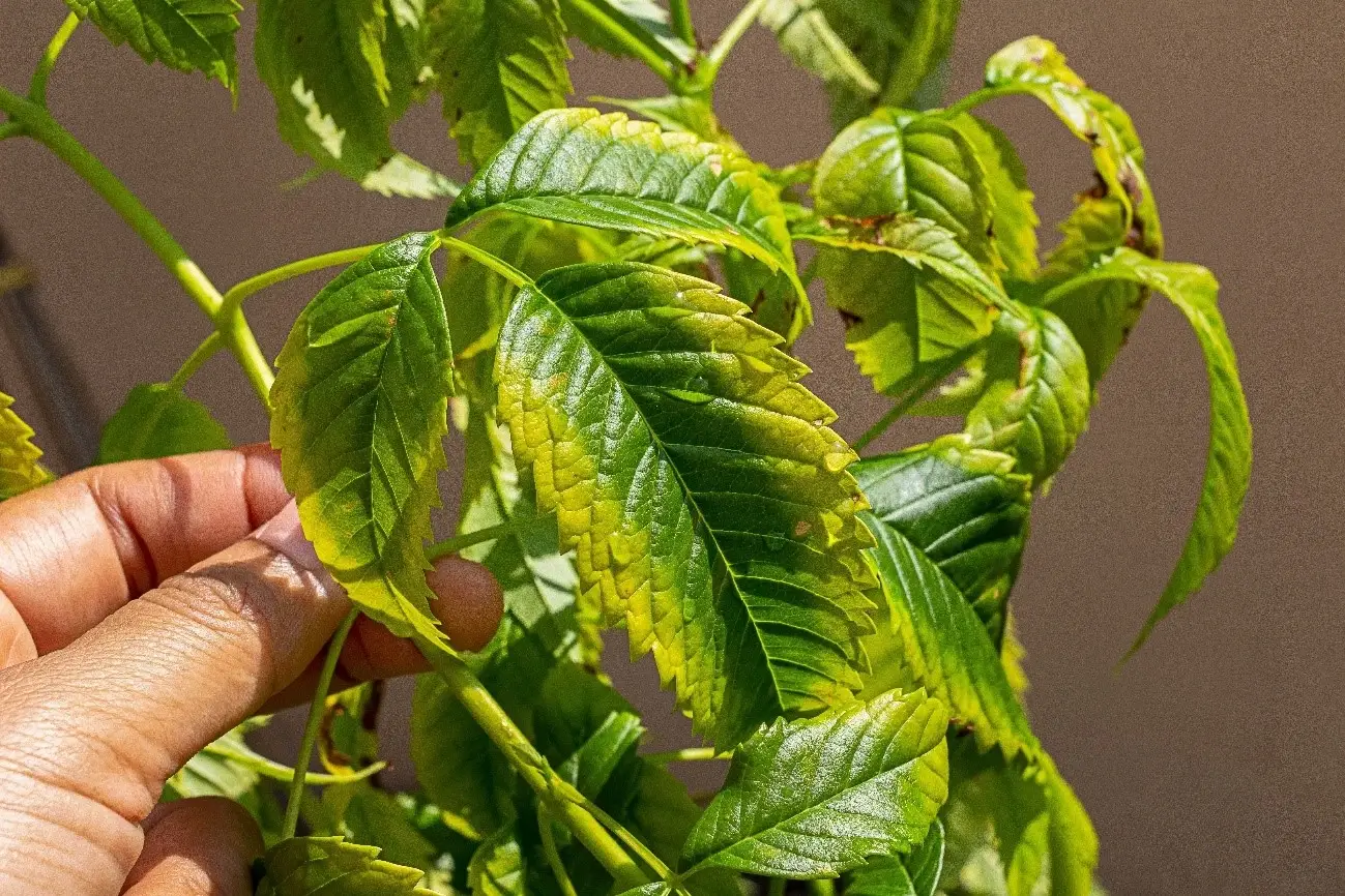 Daños causados por la carencia de potasio en plantas