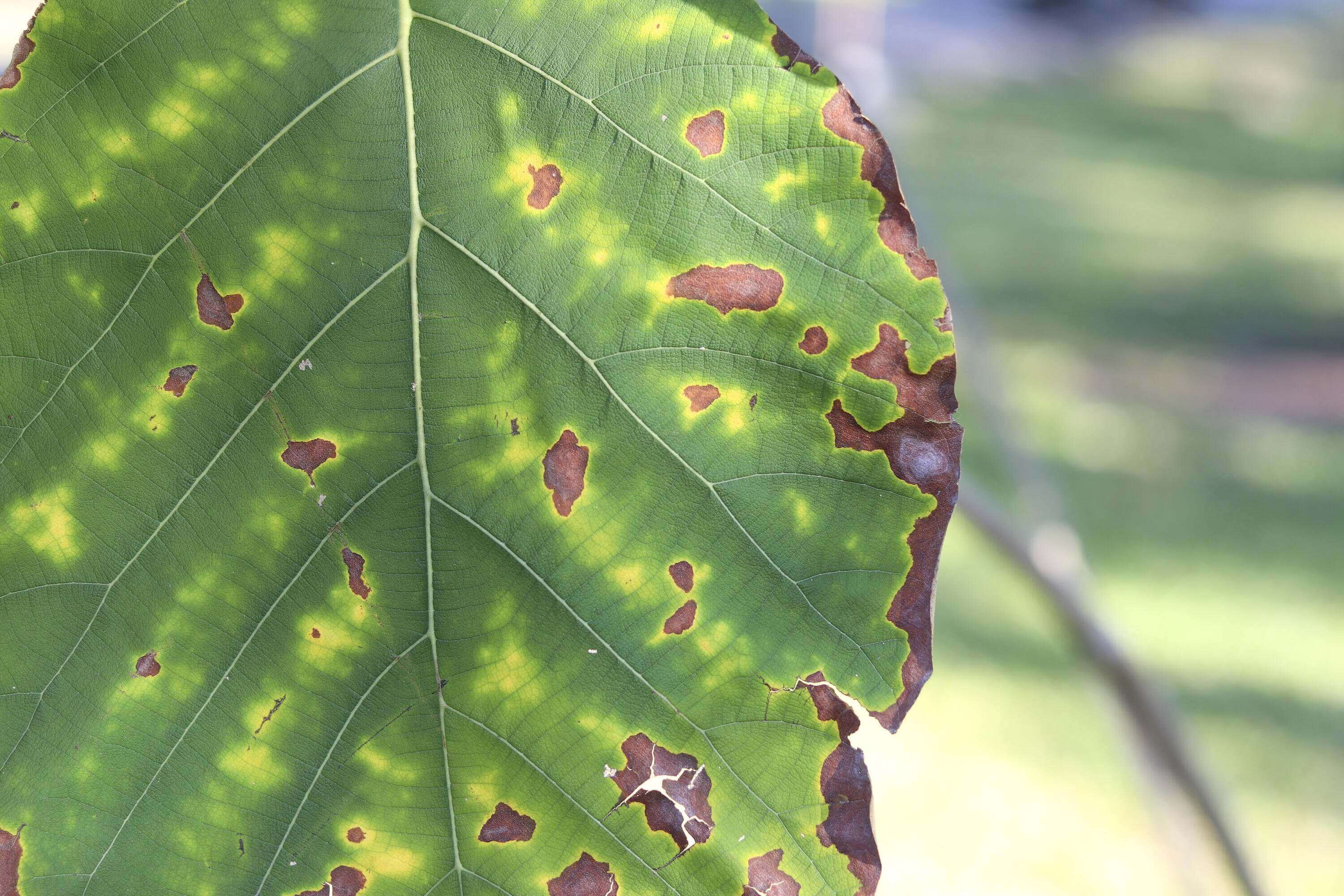 Danos causados ​​pela deficiência de potássio nas plantas