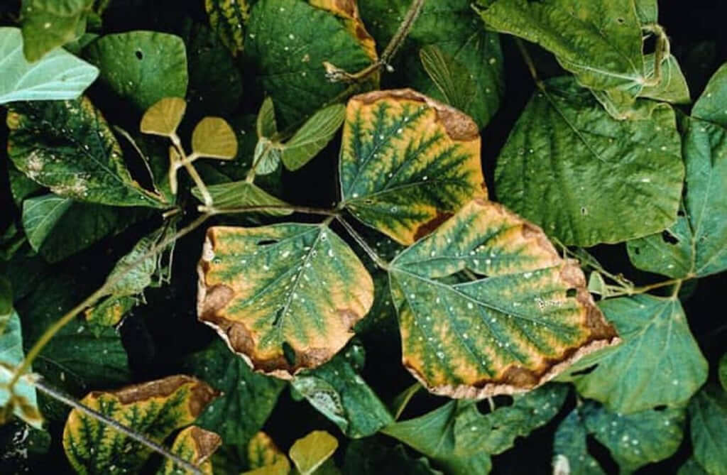 Deficiência de potássio nas plantas: sintomas e danos visíveis nas culturas
