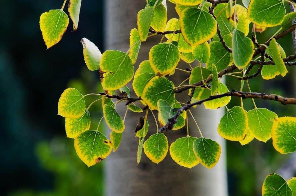 Deficiência de potássio em plantas | idMicrobe