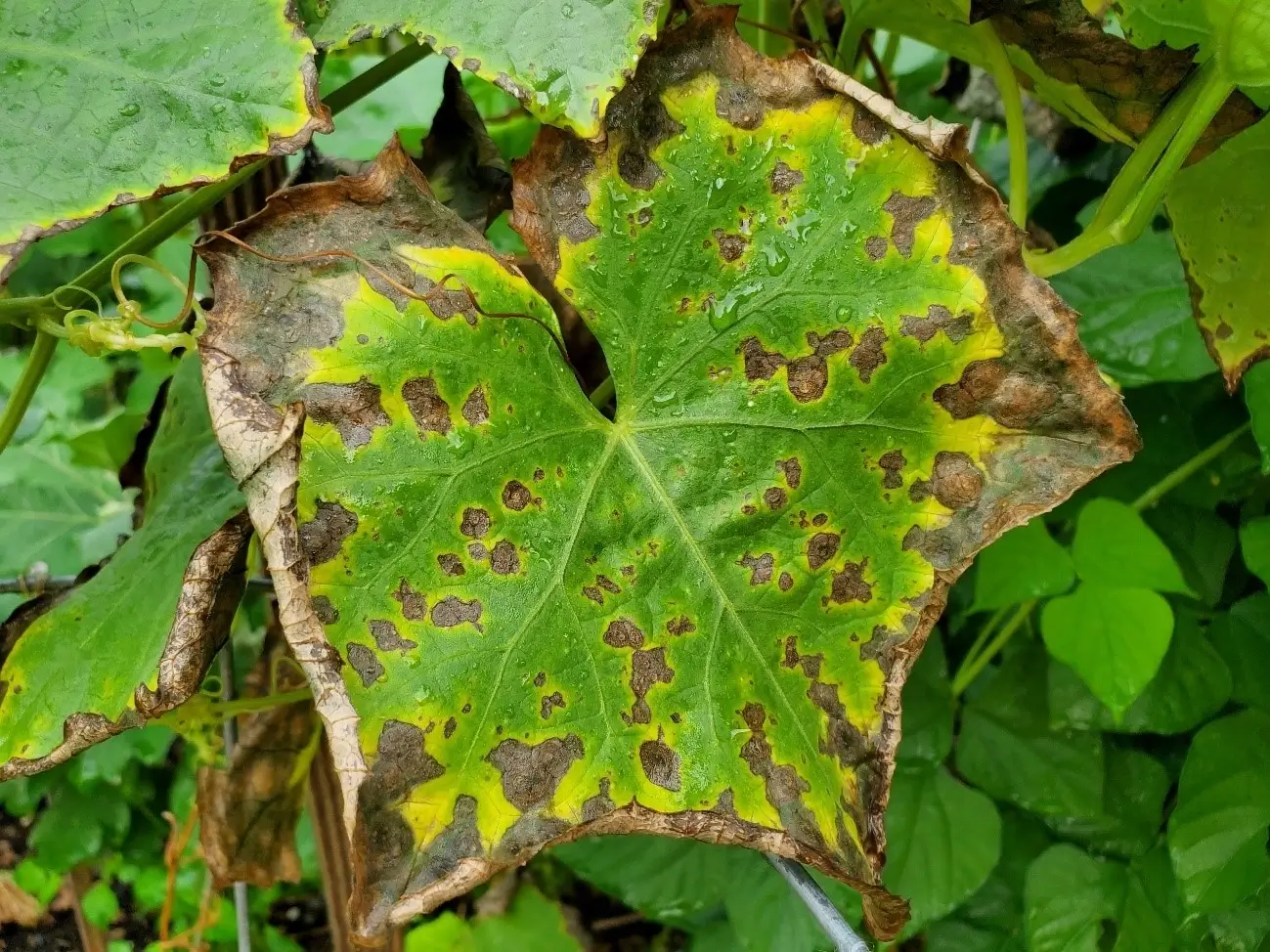 Deficiência de potássio em plantas: como reconhecê-la e tratá-la eficazmente