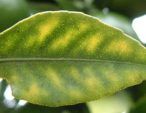 Deficiência de magnésio em plantas | idMicrobe