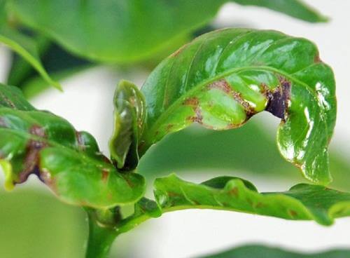 Danos causados ​​pela deficiência de boro em plantas