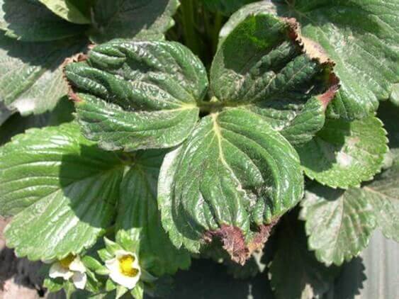 Daños causados por la carencia de calcio en plantas