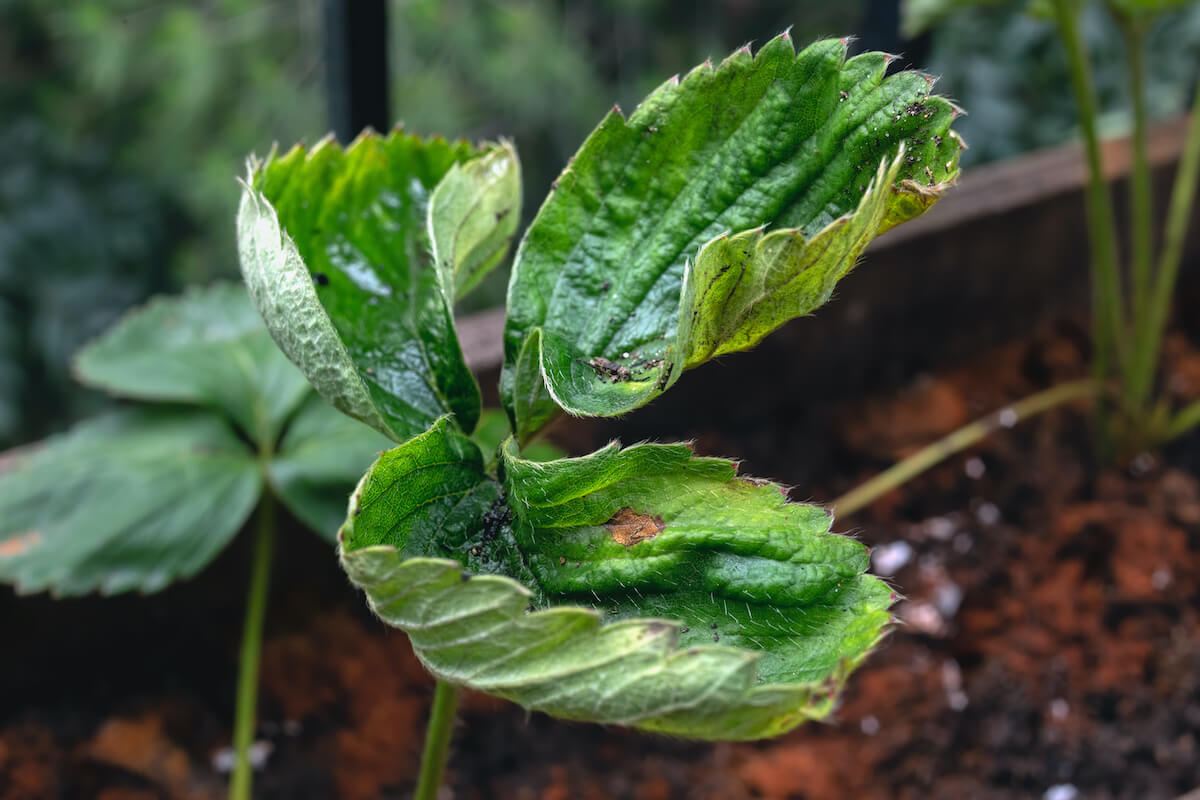 Danos causados pela deficiência de cálcio nas plantas