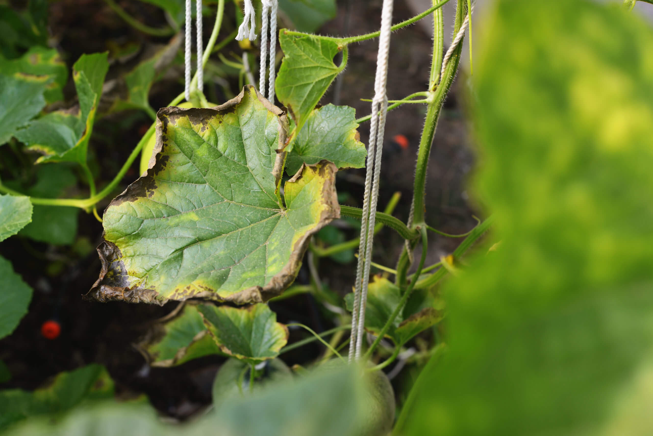Cómo reconocer y corregir la deficiencia de calcio en plantas de cultivo y jardín