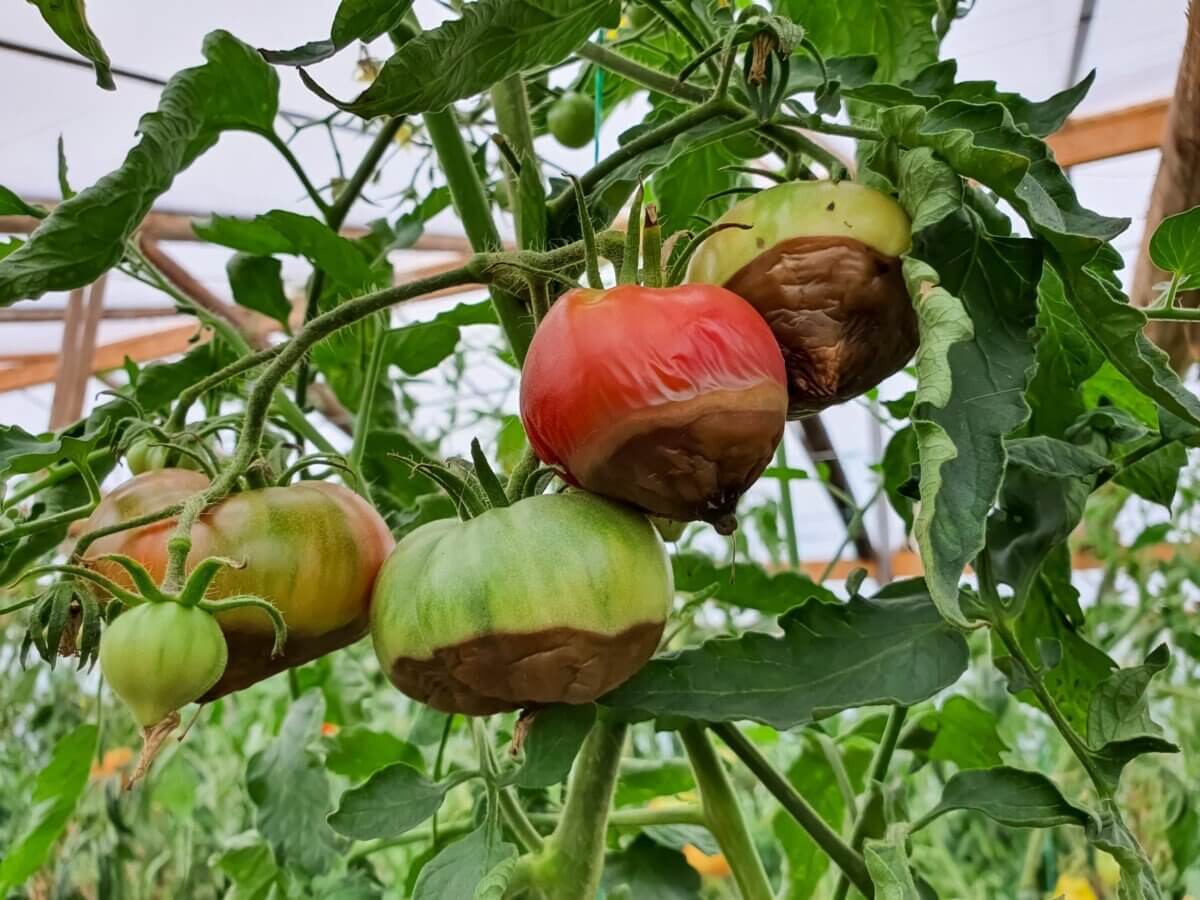 Síntomas, tratamientos y recomendaciones frente a la deficiencia de calcio en plantas