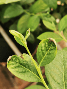 Deficiência de cálcio em plantas: como reconhecê-la e tratá-la eficazmente