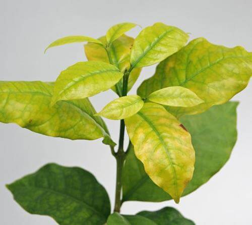Daños causados por la carencia de azufre en plantas