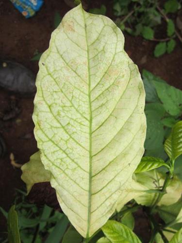 Deficiencia de azufre en plantas: cómo se reconoce y se trata eficazmente