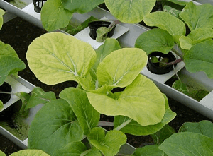 Deficiencia de azufre en plantas: síntomas y daños visibles en los cultivos