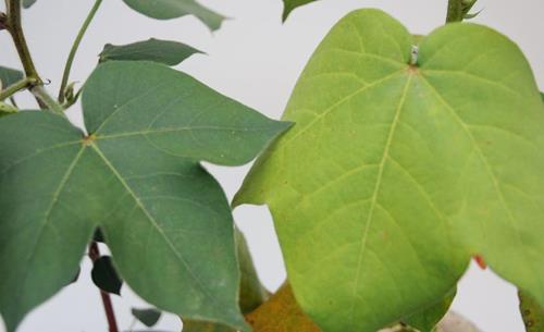 Carencia de azufre en plantas | idMicrobe