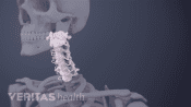 Anatomy of cervical vertebrae in the neck.