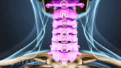 Posterior view of the neck with cervical vertebrae highlighted