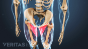 View of the pelvis with groin muscles highlighted