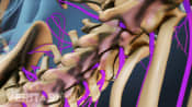 Posterior view of the spinal cord and nerve roots in the lumbar spine.