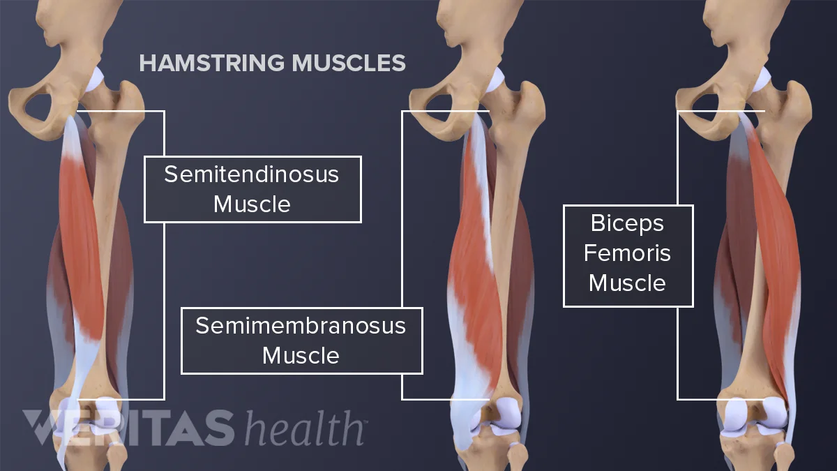 Muscular Hamstrings