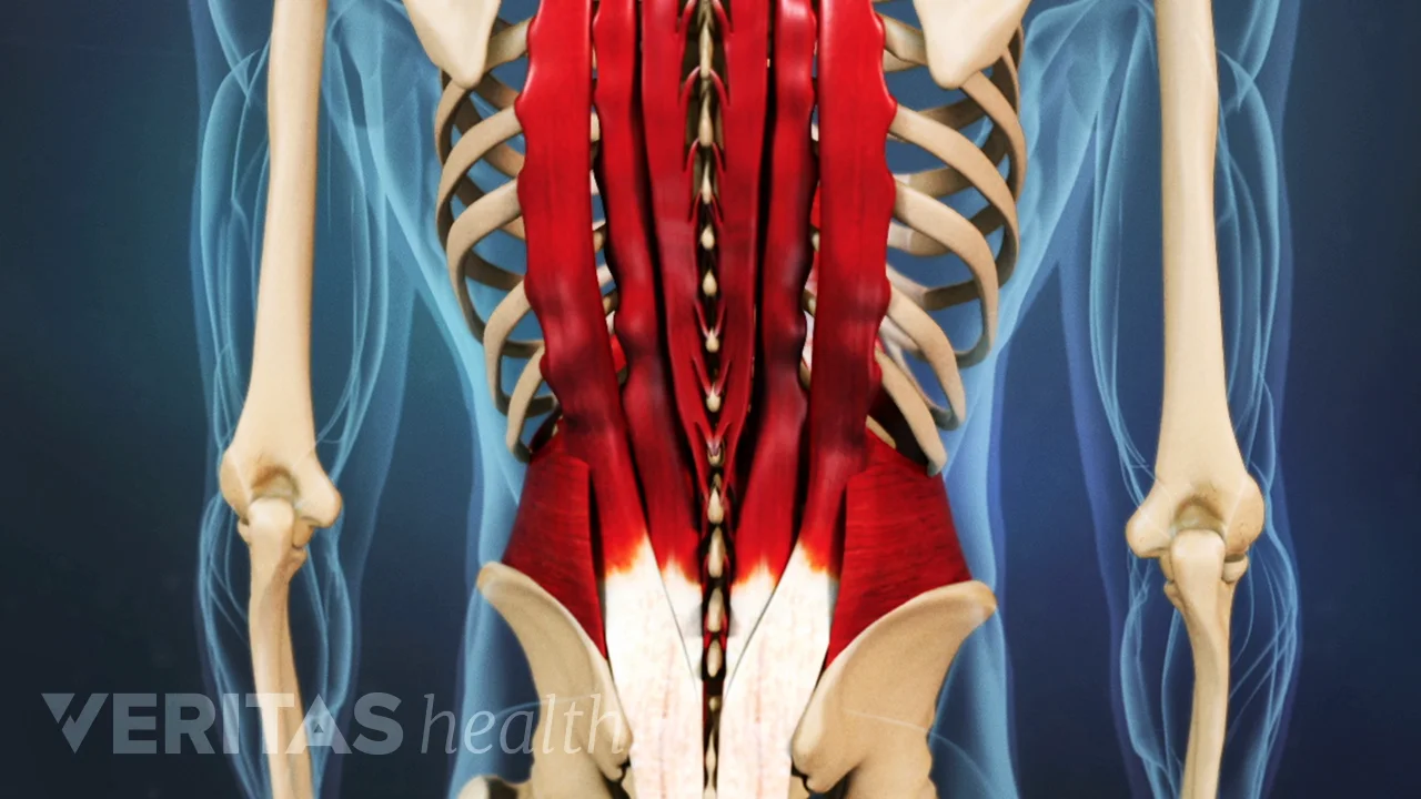 Lower Back Muscle Strain Symptoms Spine health
