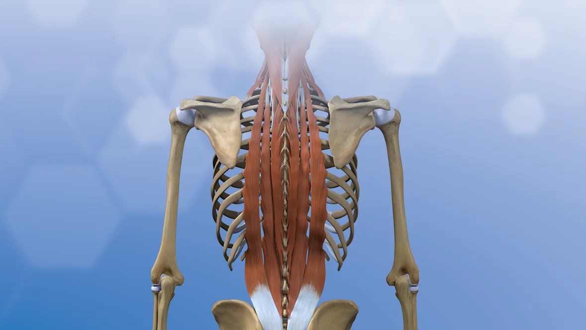 Video: Understanding Different Types of Back Pain | Spine-health