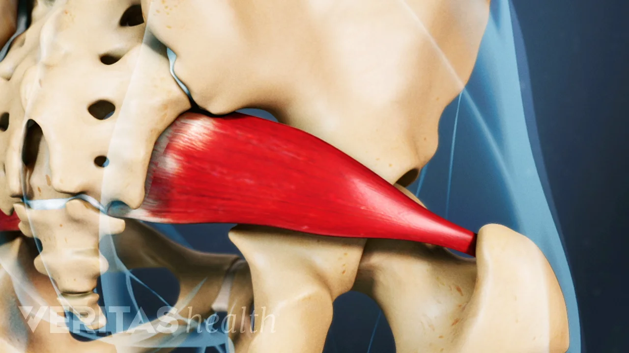 Anatomy of the Piriformis Muscle | Spine-health
