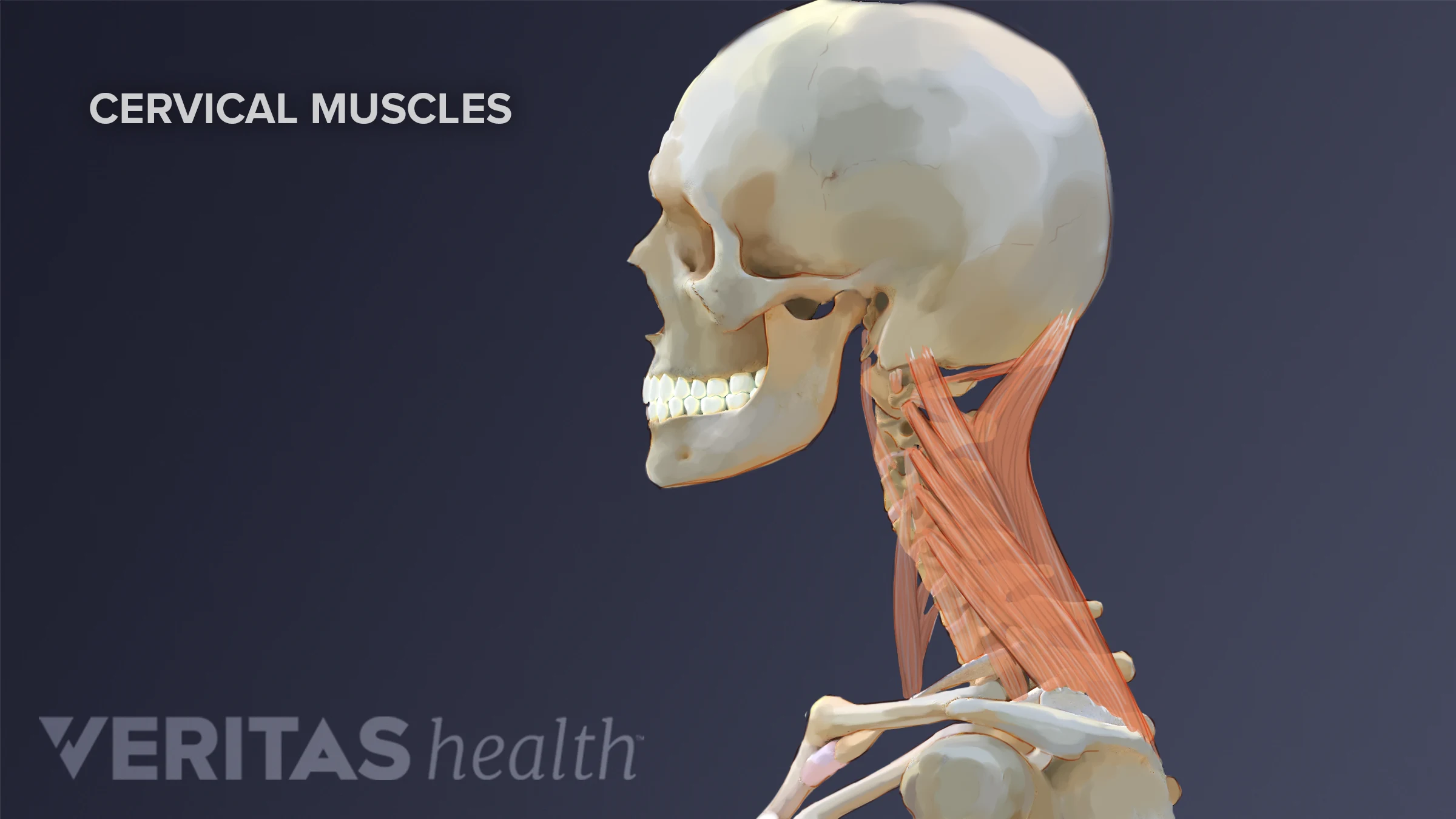 Neck Muscle Anatomy Infobarrel Muscles Of The Neck TeachMeAnatomy