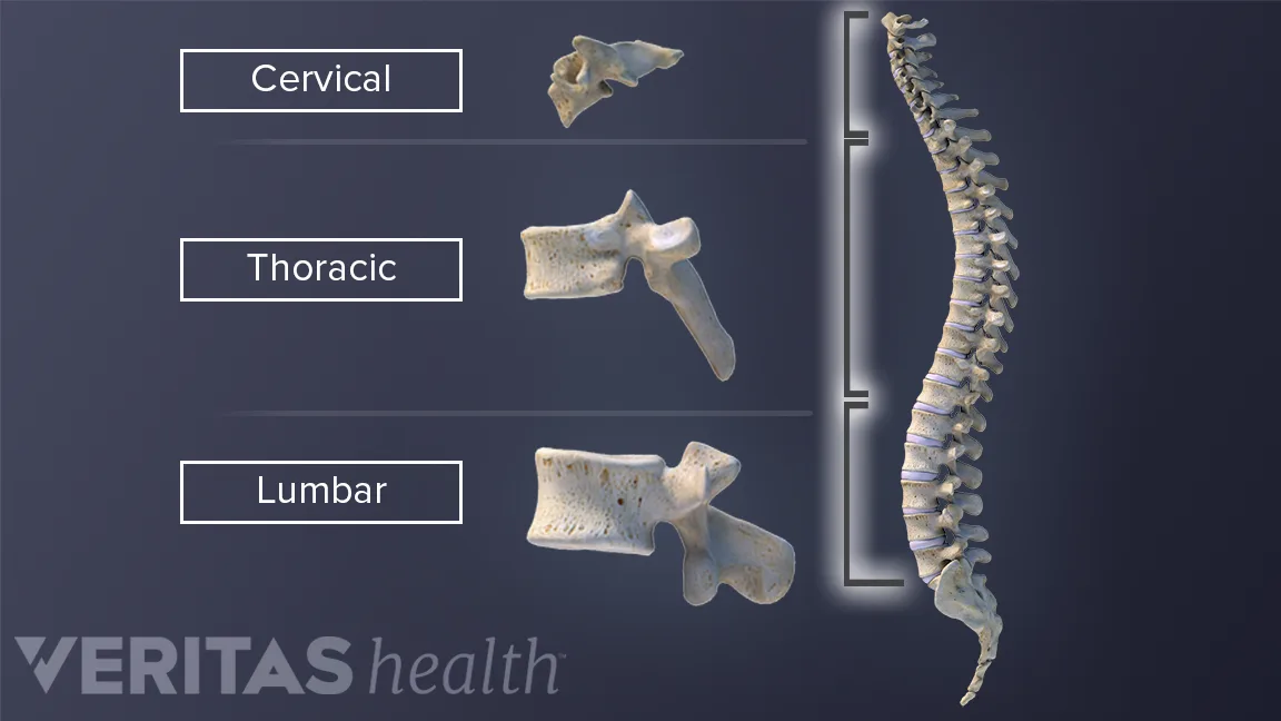 Rotationsok Wirbelkörper in der Wirbelsäule | Spine-health