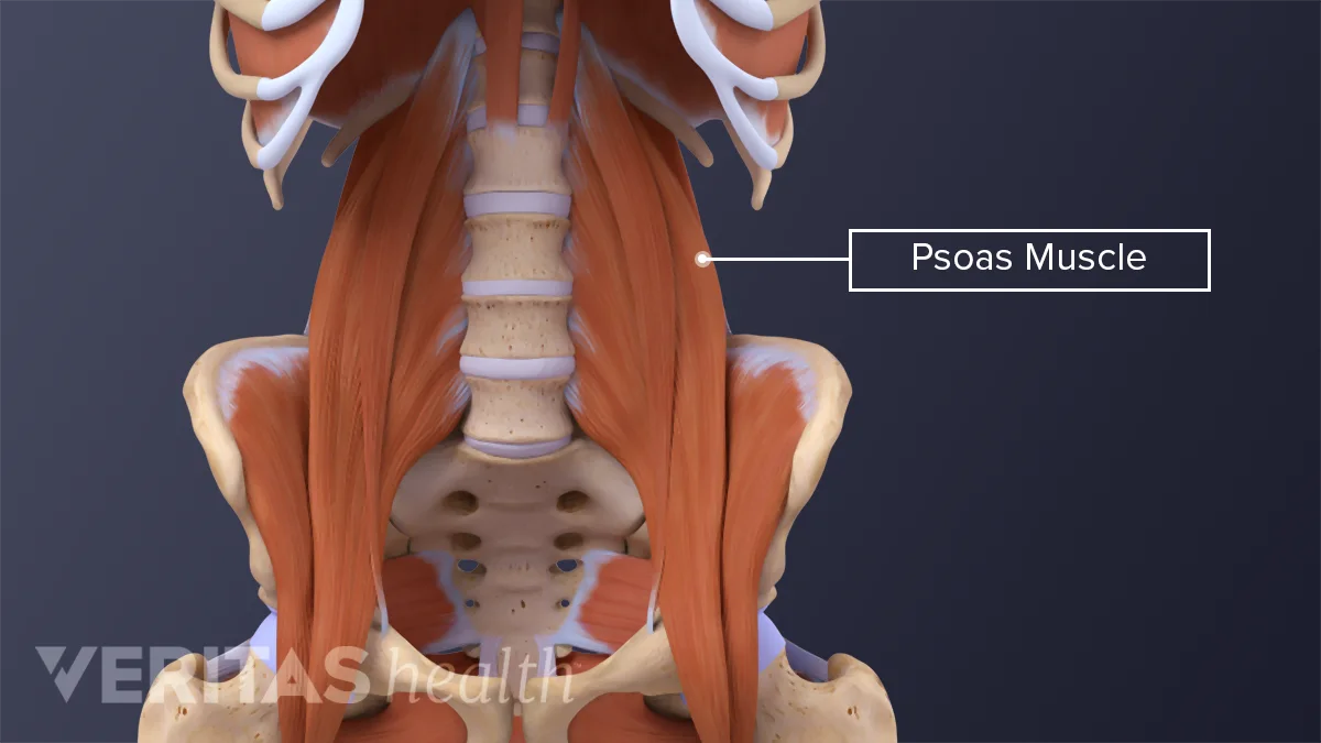 Lumbar Muscles Name
