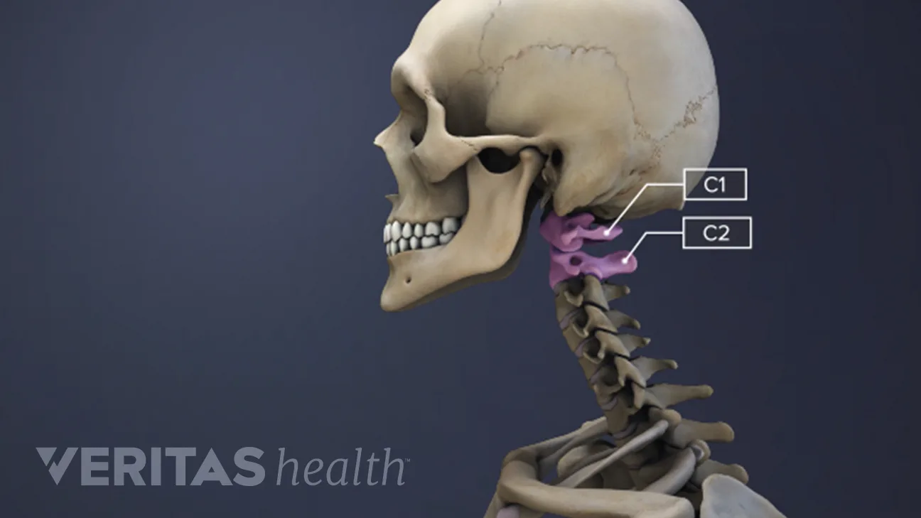 The C1 C2 Vertebrae And Spinal Segment the-c1-c2-vertebrae-and-spinal-segment