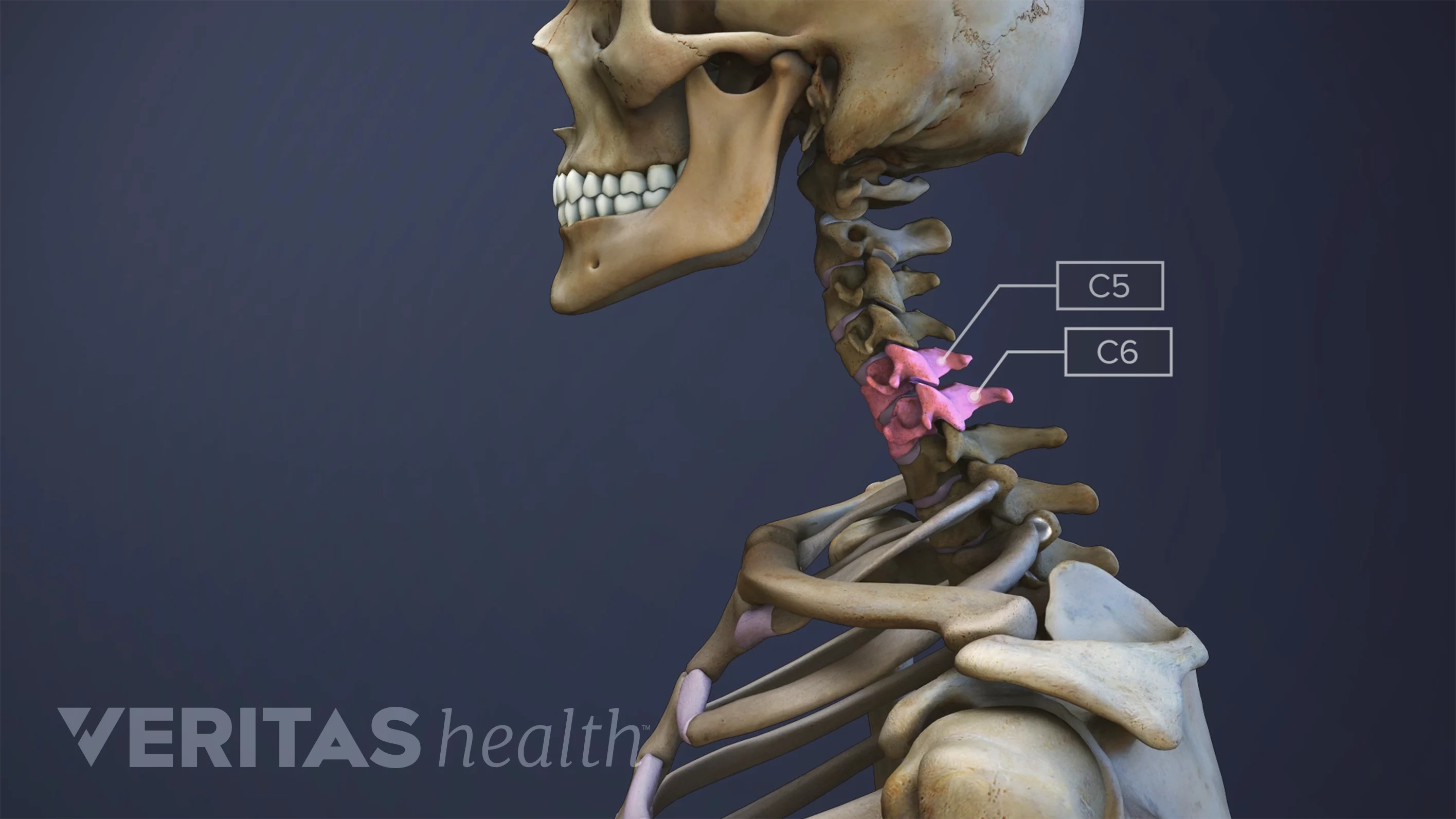 Spinal Motion Segment: C5-C6 Video