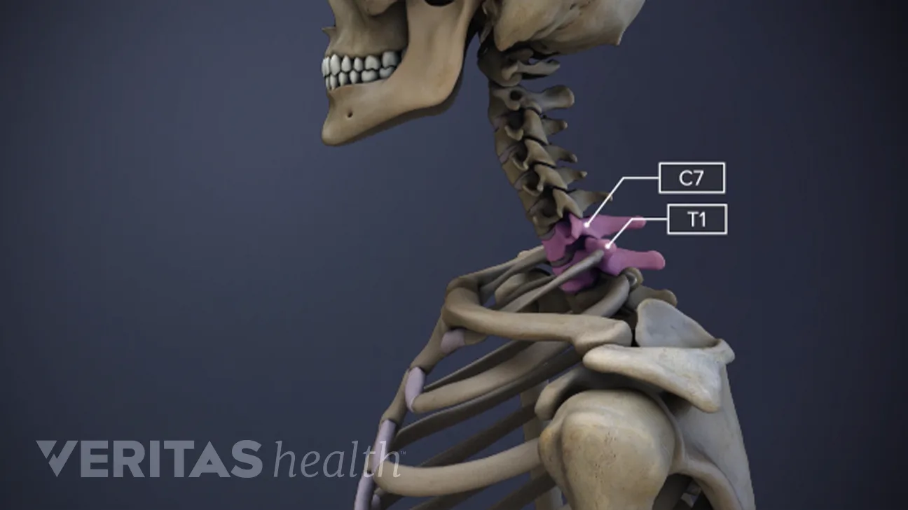 Spinal Motion Segment: C7-T1 (Cervicothoracic Junction) Animation