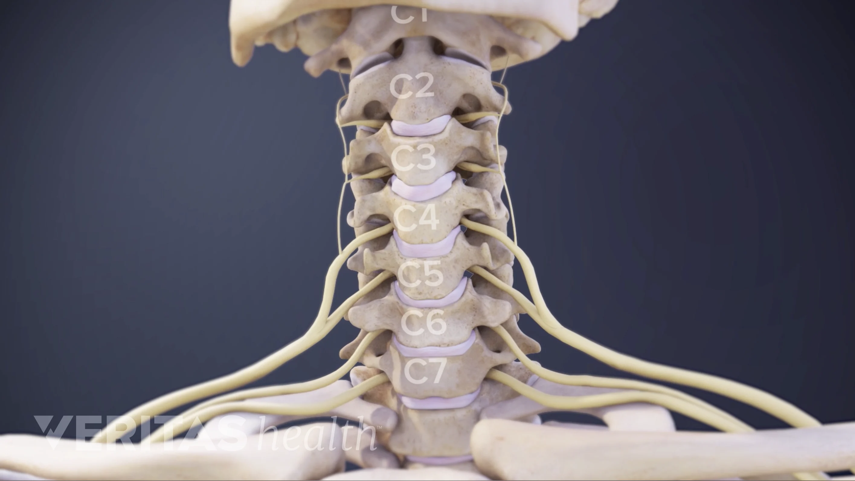 Cervical Check Animation Cervical Nerve Anatomy Animation