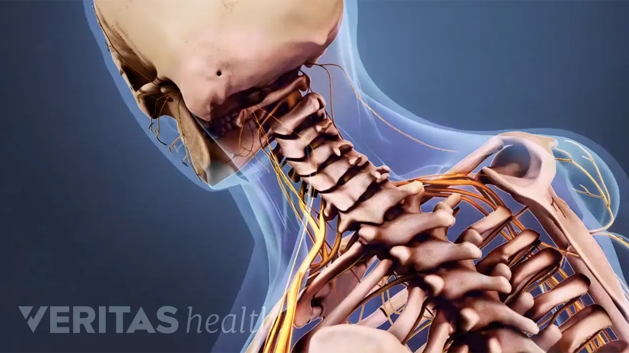 Cervical Nerve Anatomy Animation cervical-nerve-anatomy-animation