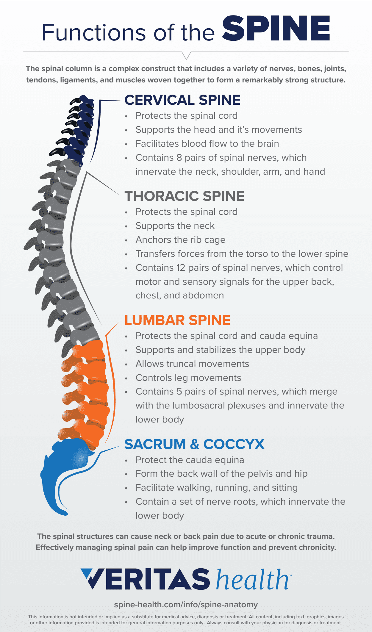 Functions of the Spine Infographic