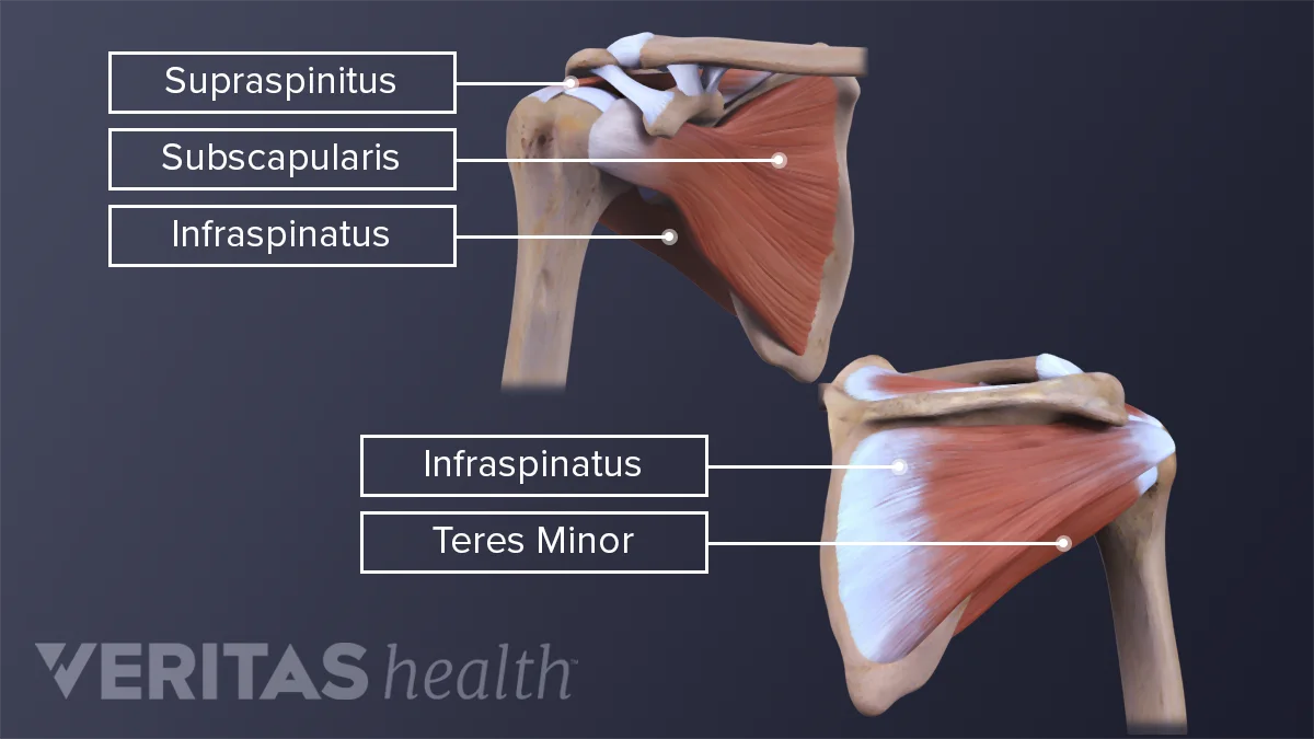 Rotator Cuff Muscle Function Function Teres Minor Rotator Cuff Pain Rotator Cuff: Anatomy, Function, And