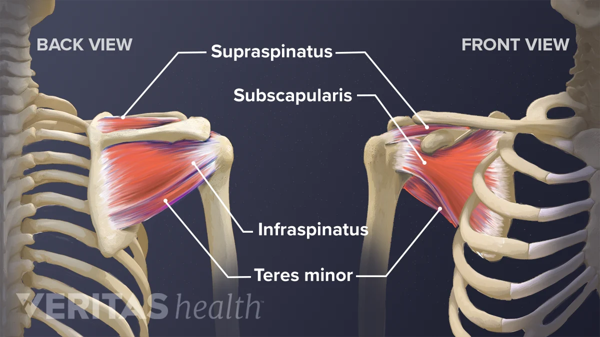 Shoulder Damage Shoulder Muscles Diagram Anterior Posterior Shoulder Pain Release