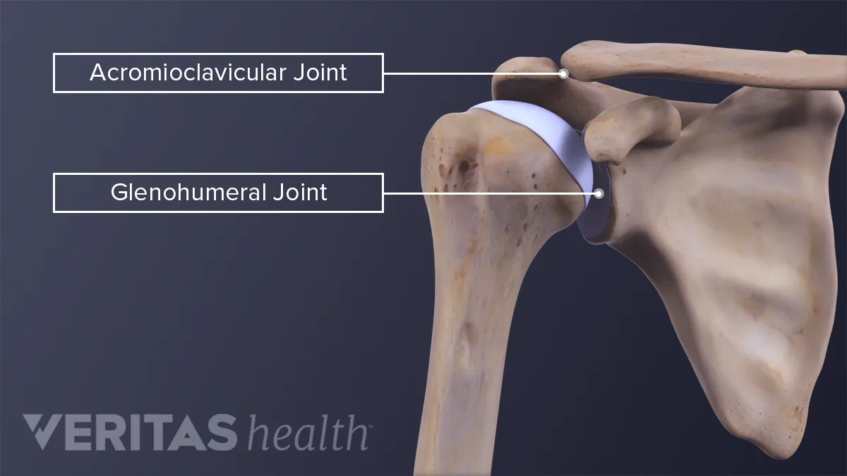 Acromioclavicular Joint Anatomy and Osteoarthritis