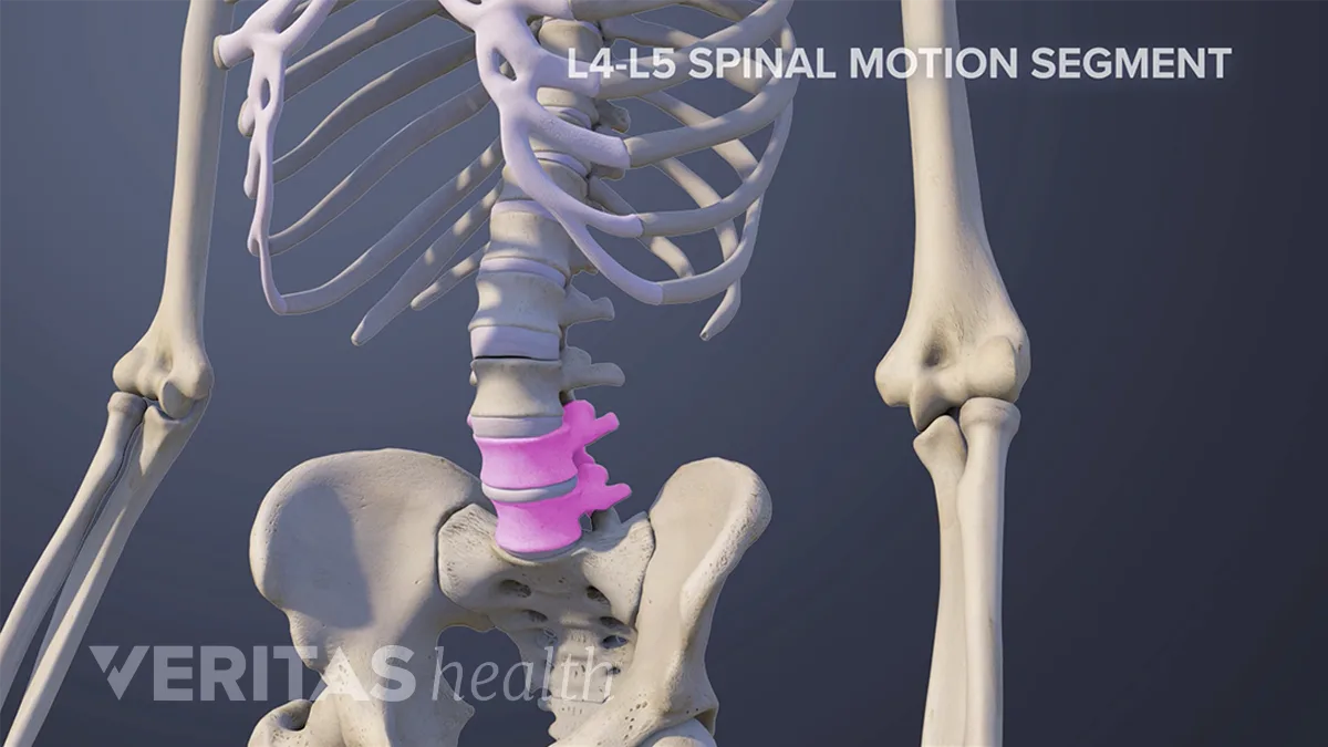 Spinal Motion Segment: L4-L5 Animation