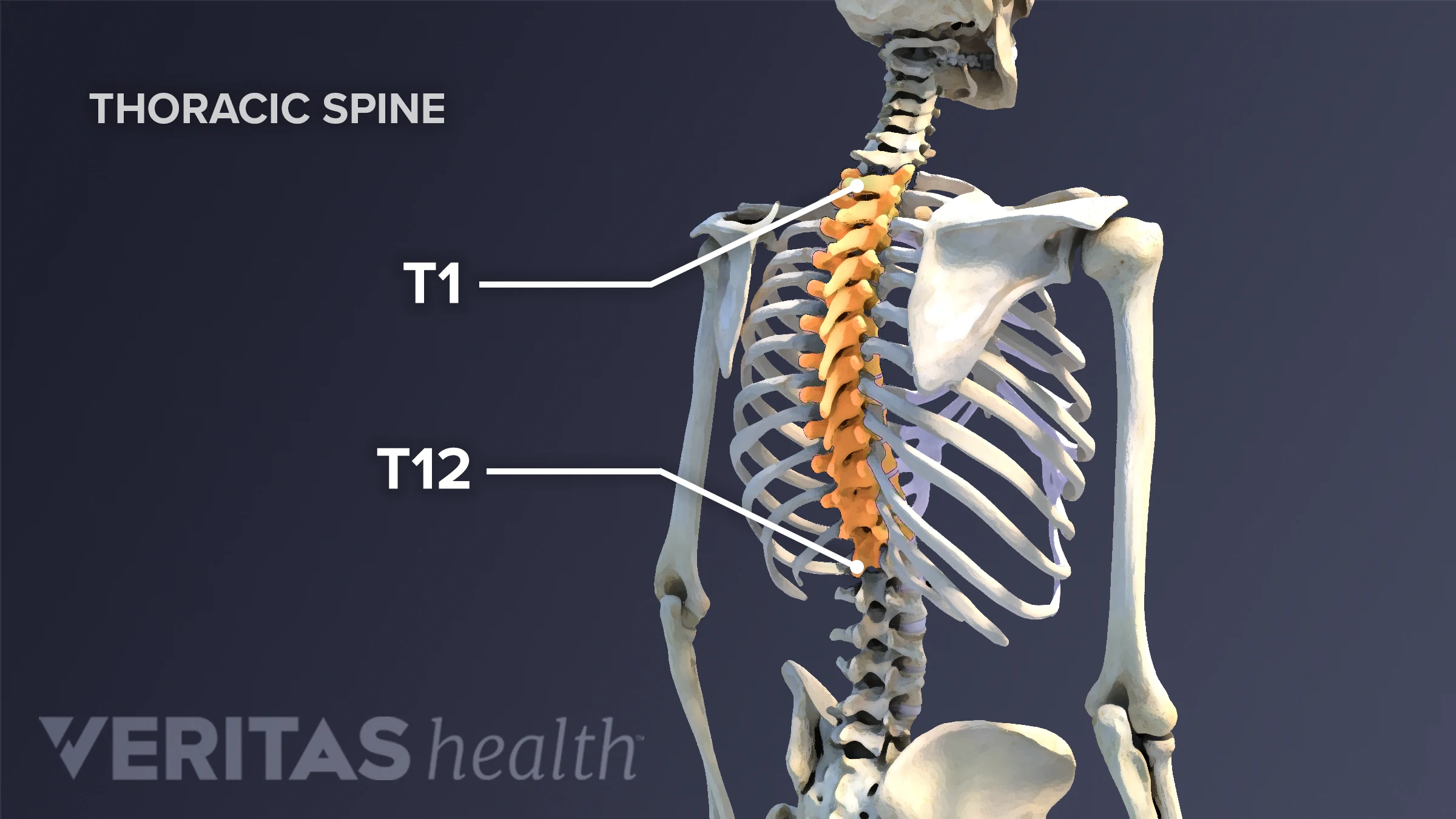 Anatomy Thoracic Spine Thoracic Spine Xray Anatomy | Neck Bones And