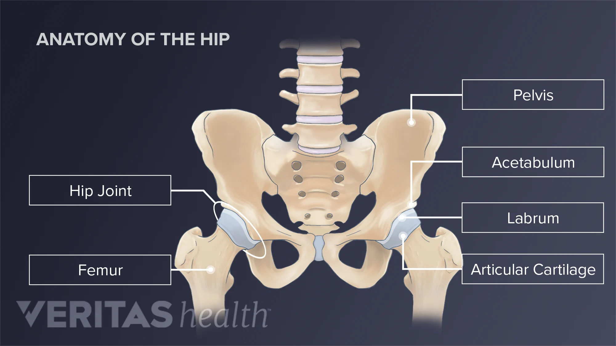 Anatomy Of The Hip Joint Diagram Anatomy Of The Hip Joint Diagram