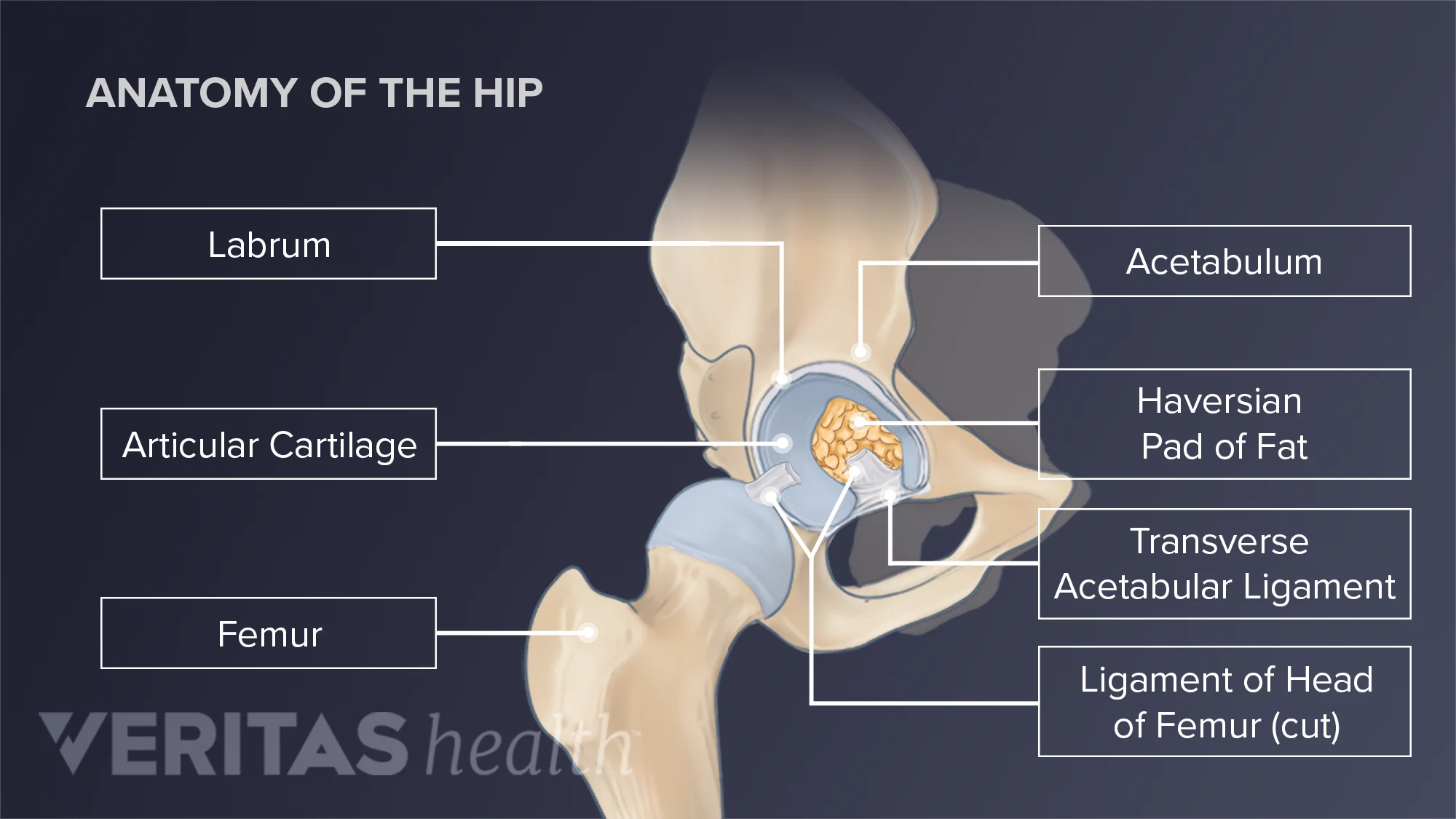 Cosar Rounded Part Hip Bone Anatomy