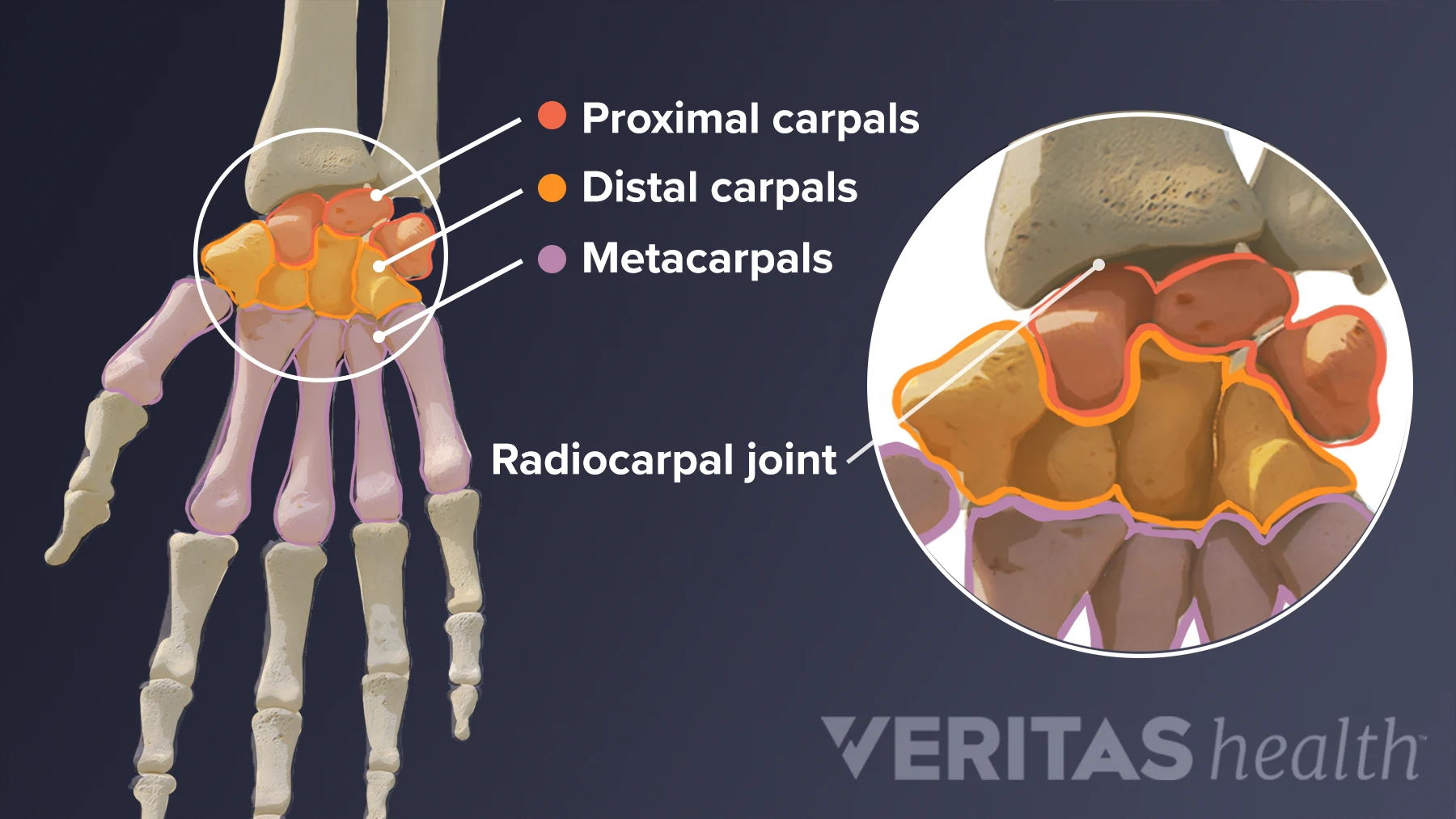 Hand and Elbow joint model- Anatomy Hand and Elbow joint model- Anatomy