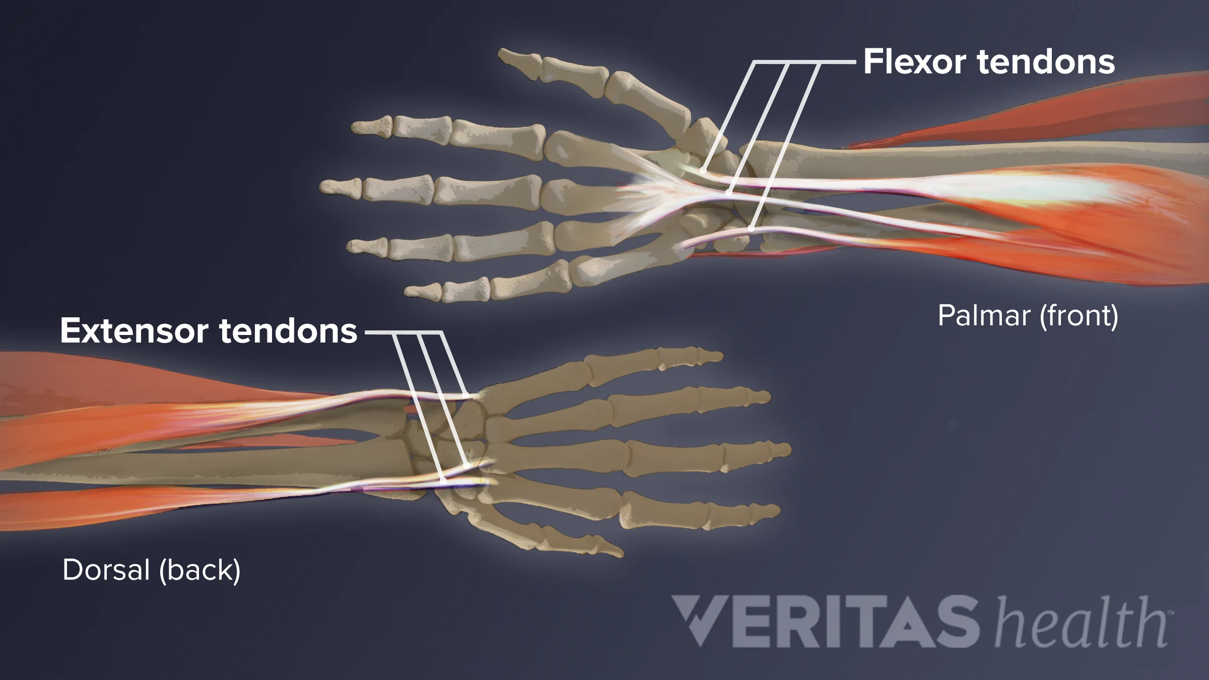 Wrist Extensor Tendons